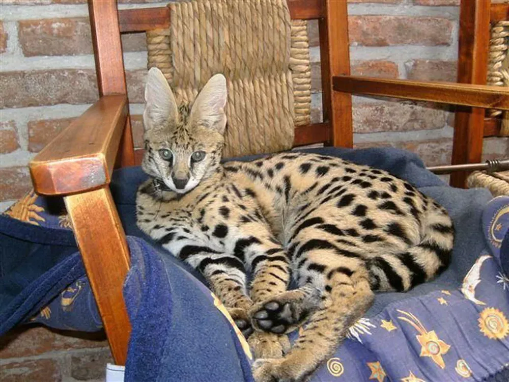 La gata Shila está en el zoológico