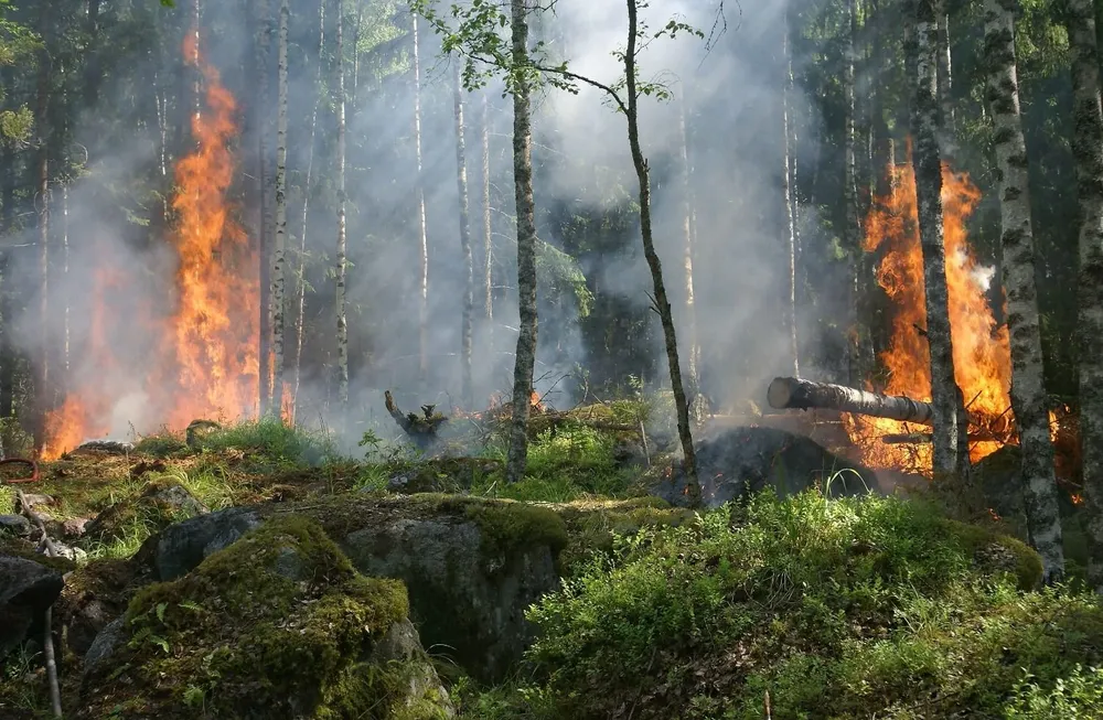Incendios forestales, un riesgo para la biodiversidad.