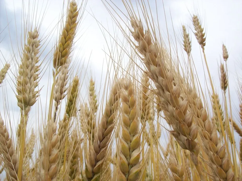 El trigo ha ido cambiando desde la antigüedad