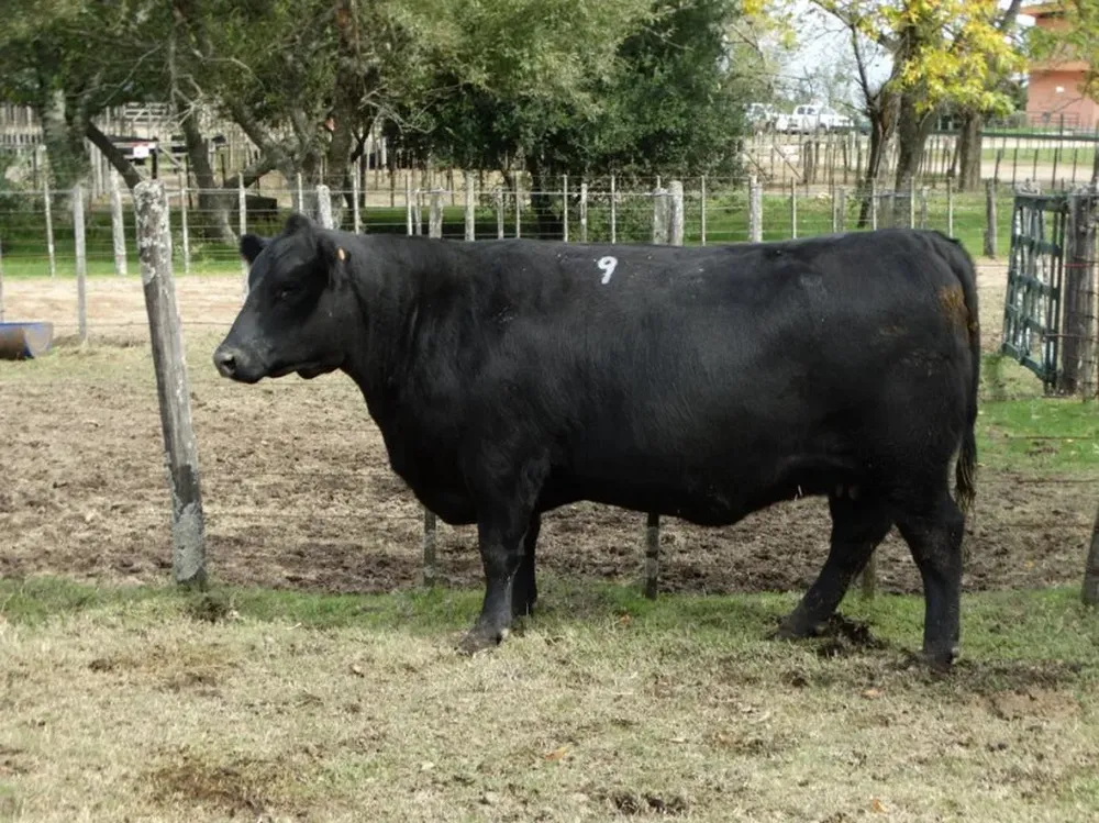 Mejor Hembra PI, de Frigorífico Modelo SA.