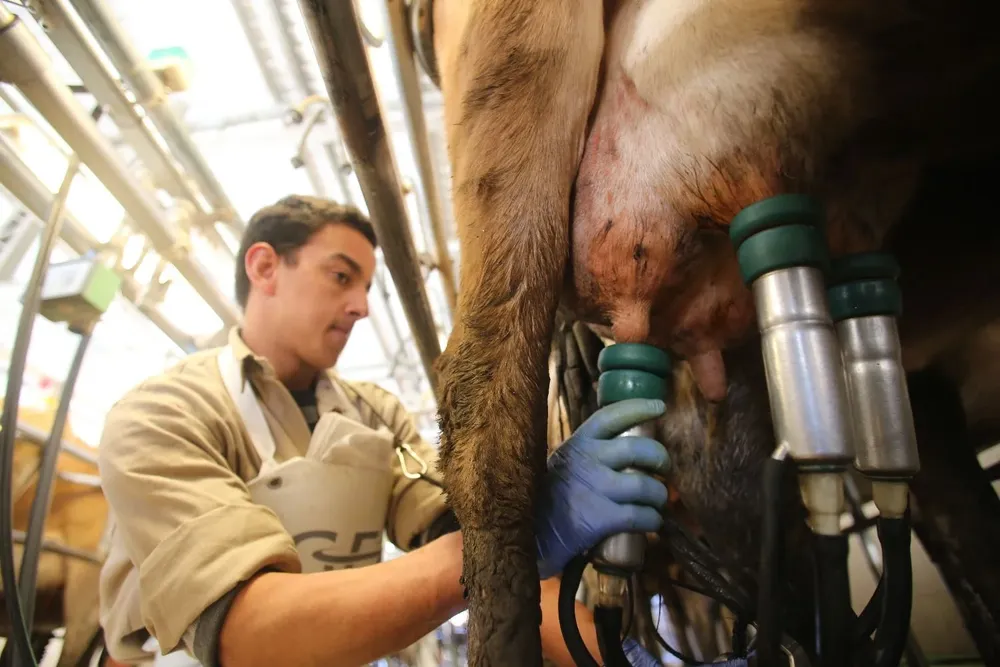 Los precios internacionales y el conflicto en la industria generan incertidumbre entre los productores.