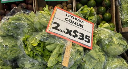 Lechuga: de oferta en locales del MAM.