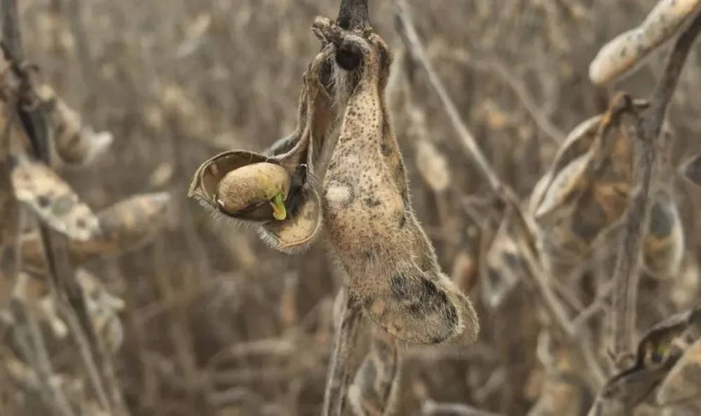 La abundancia de lluvias generó problemas de calidad en los granos de soja en Bella Unión