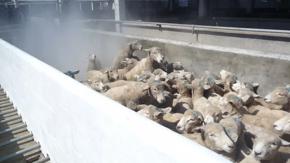 Preparaci&oacute;n de ovinos para la faena.