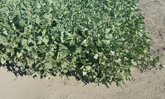 Hay agricultores que ya saben que este año perderán dinero con la soja