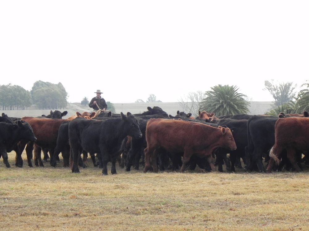 Producción ganadera en campos de Florida.