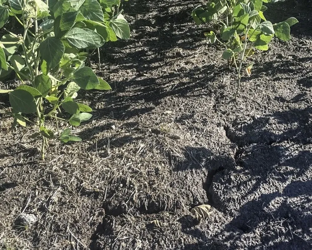 Hay productores que no podrán cosechar nada de soja y otros solos 500 kilos por hectárea, dijo Benech