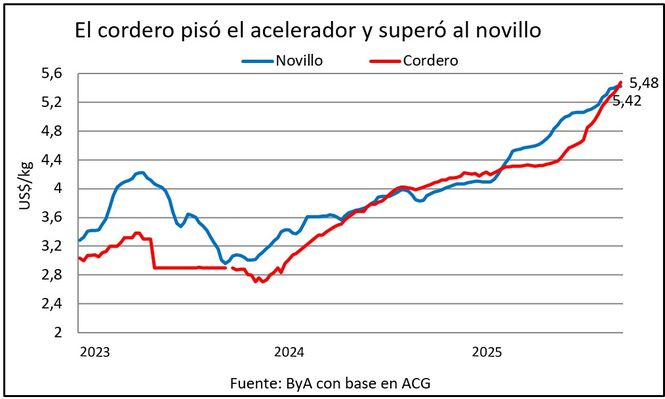 El novillo encontró su techo y el cordero sigue imparable