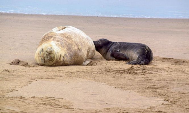 Registran un inusual nacimiento de elefantes marinos del sur en la costa bonaerense