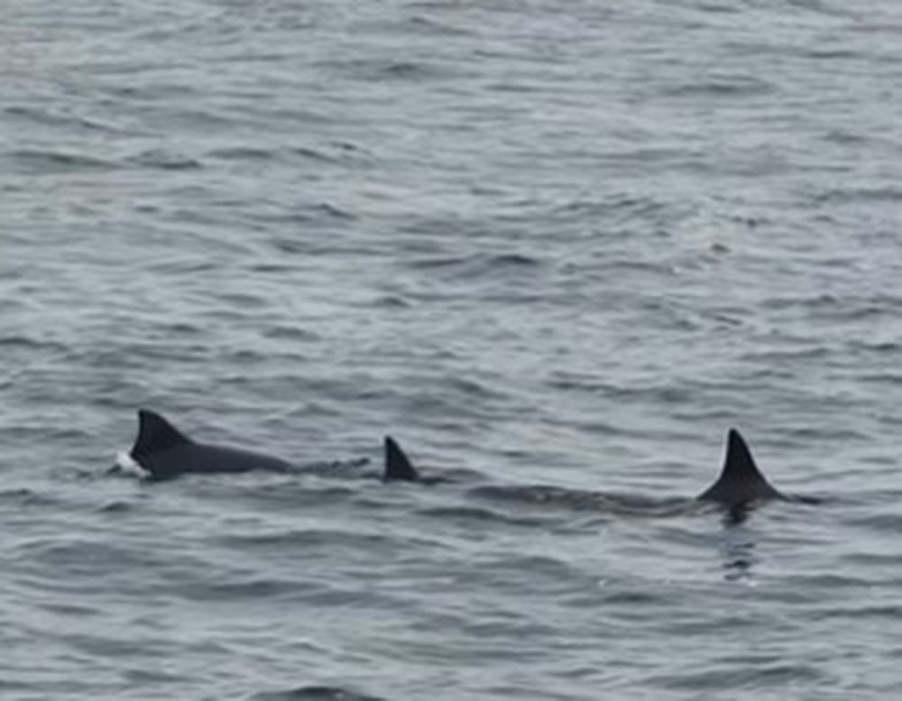Delfines en la zona de La Barra de Punta del Este