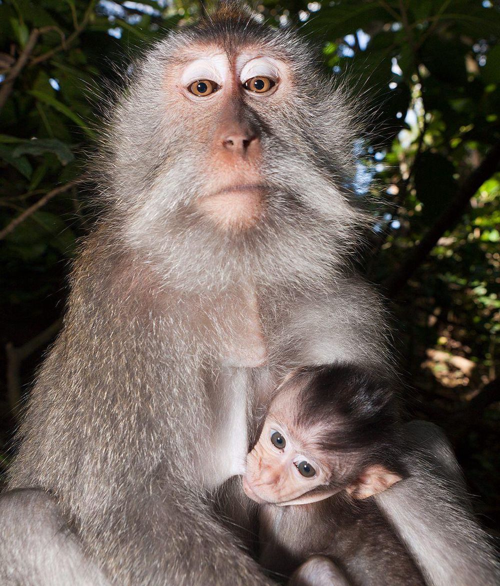 Los macacos tienen testículos más grandes que otros primates porque el apareamiento es una actividad libre, lo que significa que los espermatozoides deben competir con otros
