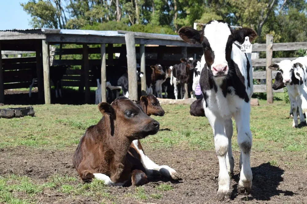 Un estudio de Ceres demostró que es posible que el sector lechero aumente un 30% la producción de leche sin nuevas inversiones.