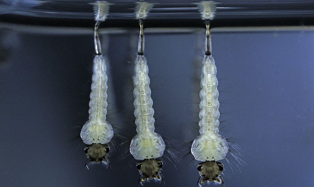 Larvas de mosquito Culex.