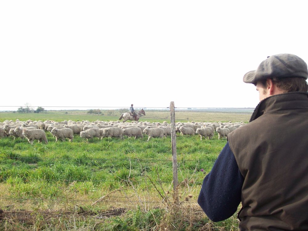 Federación Rural: uno de los temas que más inquietan en la gremial es la realidad del rubro ovino.
