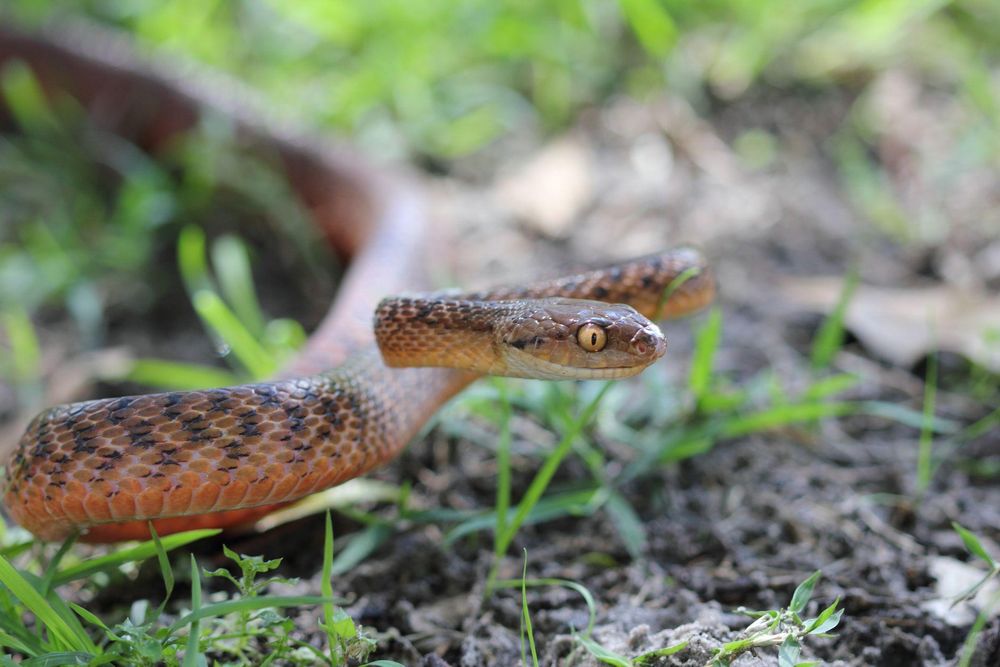 Una mujer murió tras ser mordida por una serpiente en Maldonado