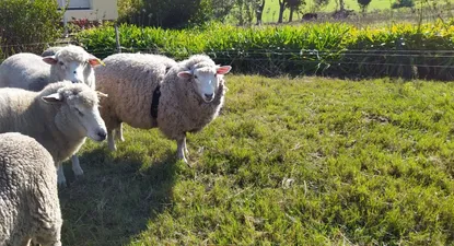 sheep uruguay, la tecnologia que permite detectar a distancia si hay un ataque a los ovinos