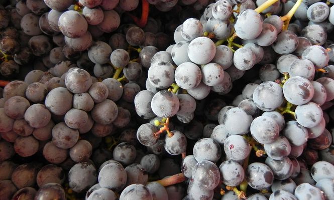 Uva, protagonista en febrero, con una nueva vendimia en desarrollo.