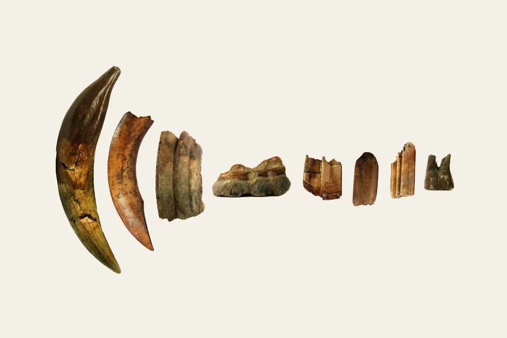 Dientes fósiles extraídos del Arroyo del Vizcaíno