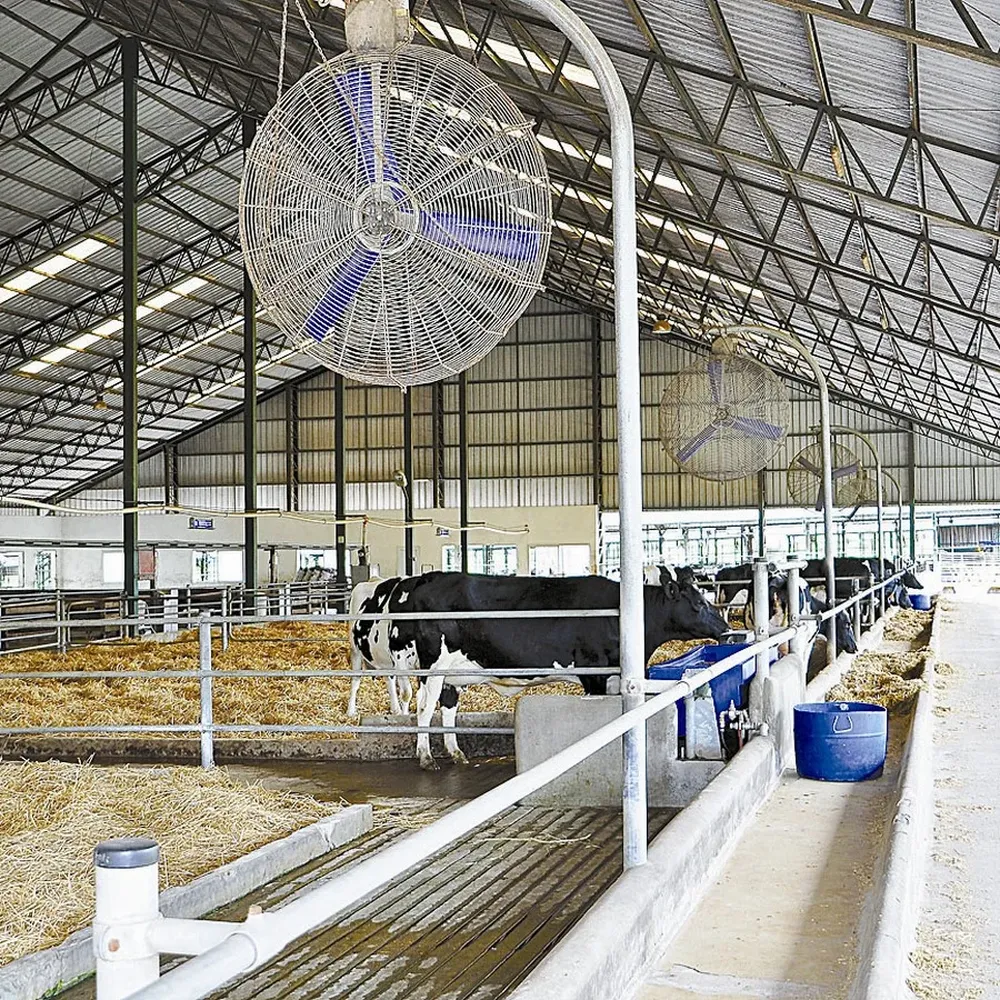 El tambo cuenta con 820 vacas de ordeñe raza holando que se distribuyen en distintos establos.