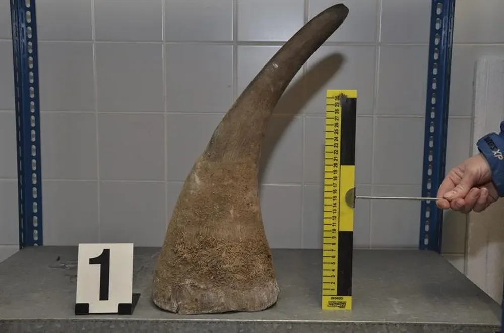 República Checa- Confiscan cuernos de rinoceronte traficados ilegalmente en Praga