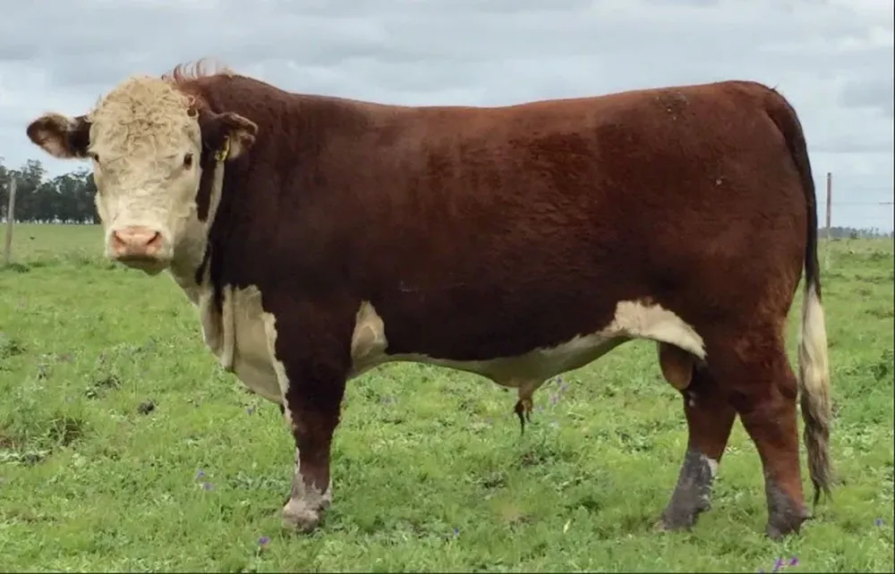 Toro que integró la puntera del remate