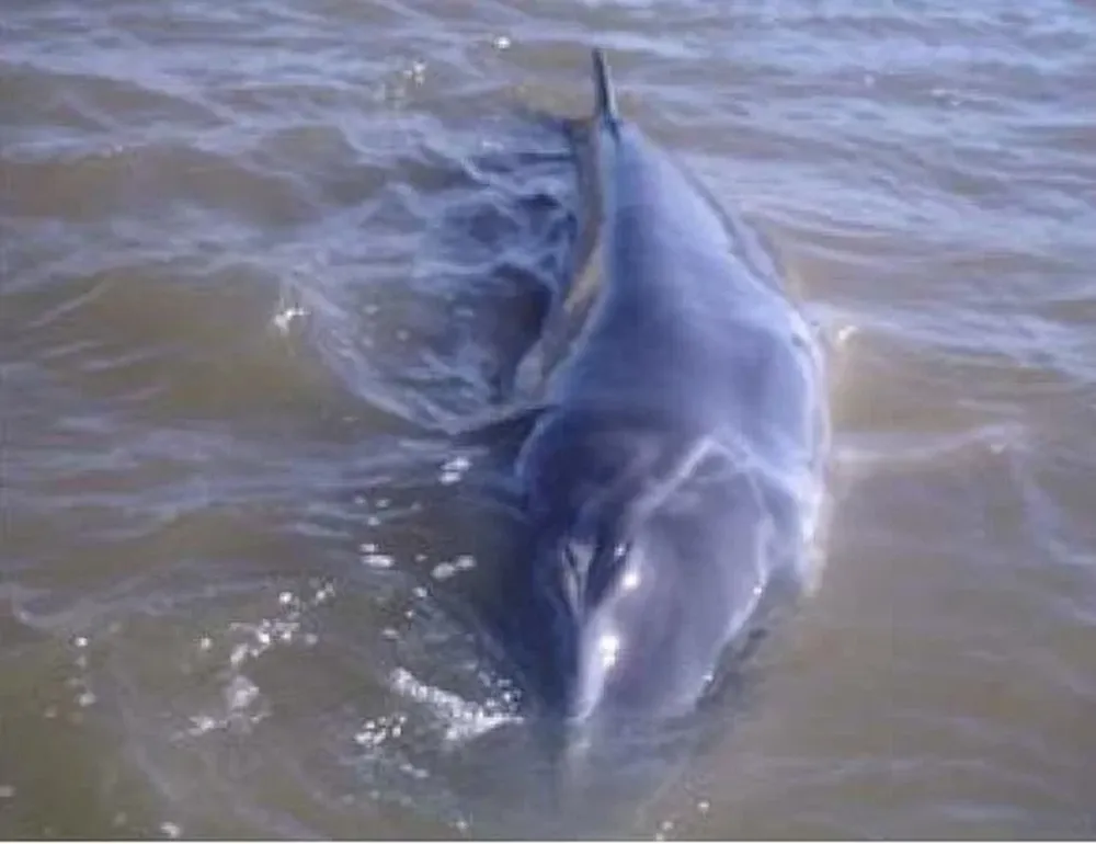 El chachalote apareció este martes en la bahía de Pocitos, en Montevideo, donde fue devuelto luego de ser tratado con medicamentos