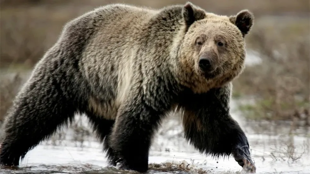 Amber Kornak fue atacada por un oso pardo el 17 de mayo.