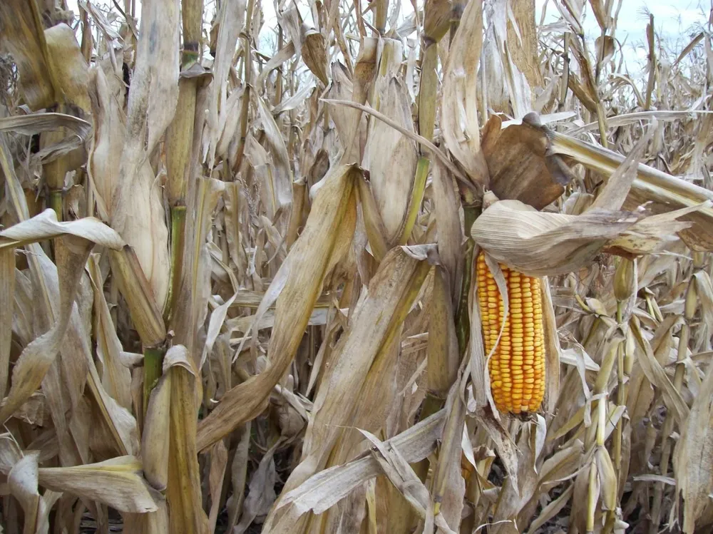 La de este verano, será de las peores zafras agrícolas de las últimas décadas.