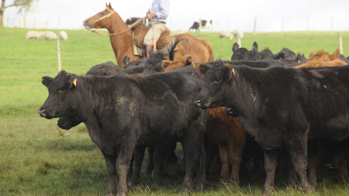 Rodeo de bovinos al borde de los 12 millones en un Uruguay con más vacas y menos ovejas
