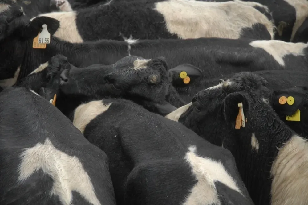 Las firmas exportadoras Holando en pie siguen negociando con China