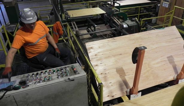 Sector forestal, en expansión, generará más empleo.