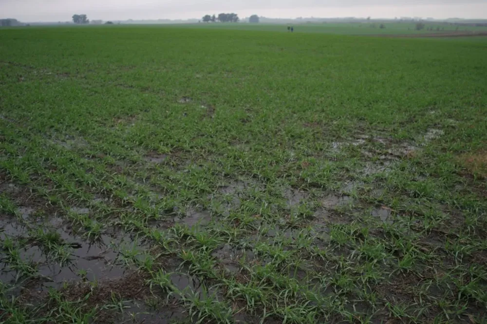 Las lluvias produjeron un recorte del área sembrada