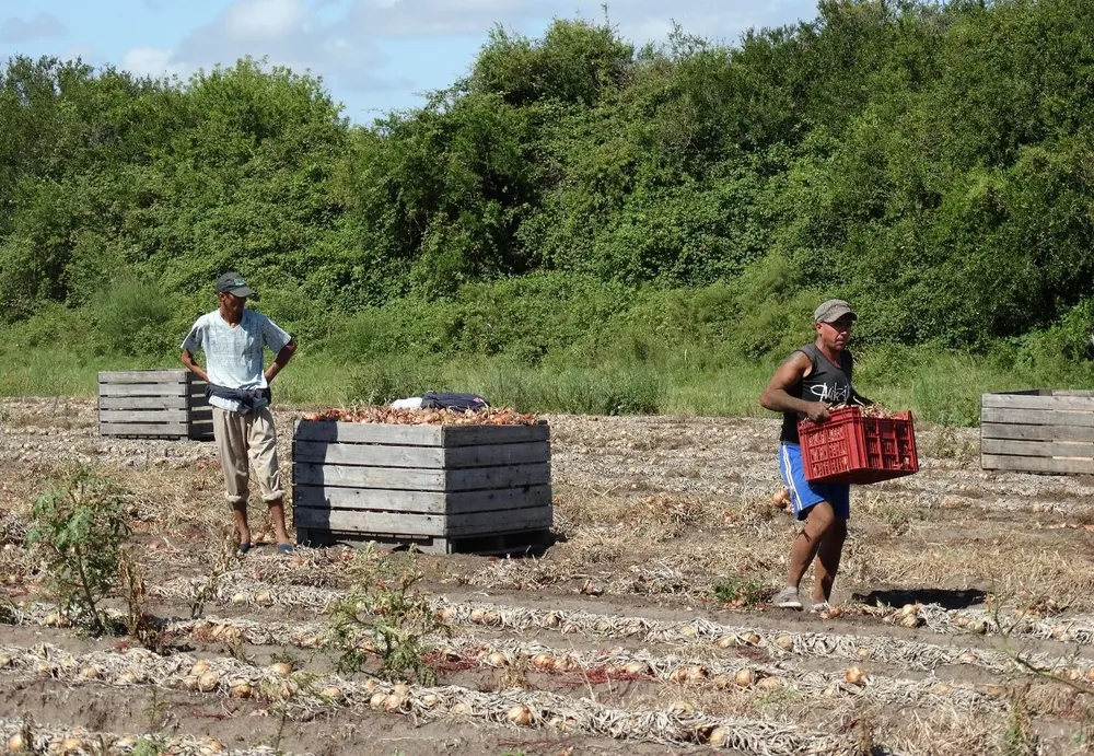 Productores hortícolas.
