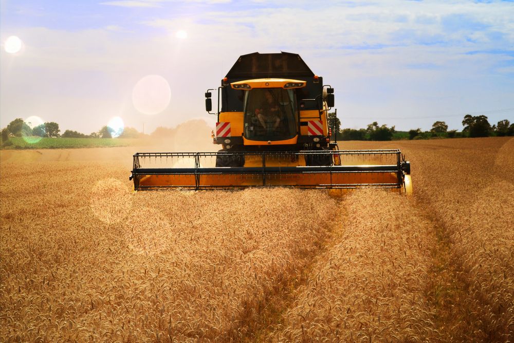 Agricultura: labores de cosecha de granos.