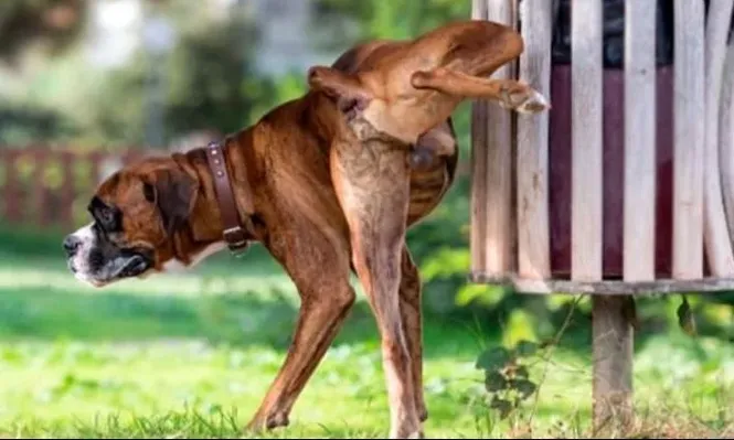 Cómo enseñar a tu perro a hacer pichí en el lugar adecuado