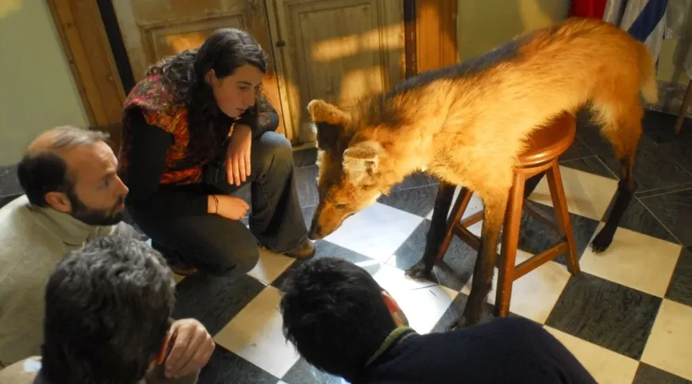 El Museo Nacional de Historia Natural tiene embalsamado el ejemplar cazado en Río Negro en 1989, el cual usó el Iibce para su estudio