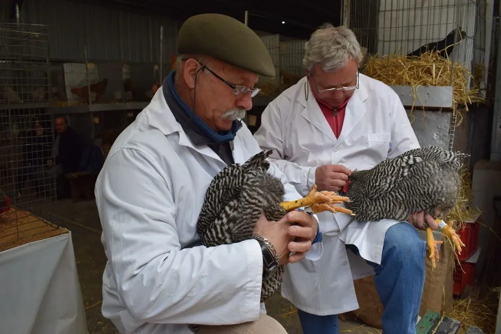 Calificación de aves en la Expo Prado.