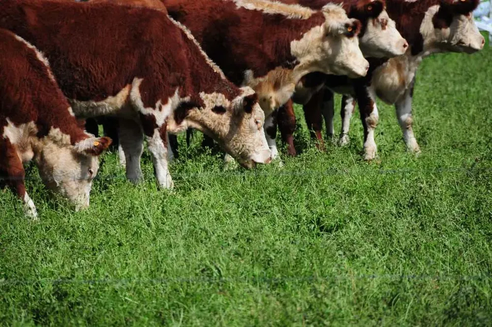 La industria no cede del pago de US$ 3,50 por kilo