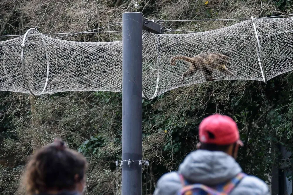 El mono Ricky fue traslado de Villa Dolores a Lecoq esta semana
