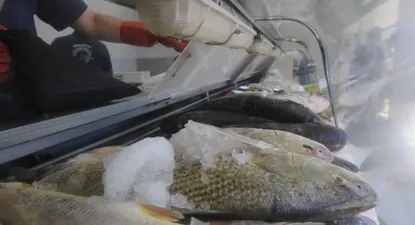 La pesca y los lácteos tienen potencial de colocación en Angola