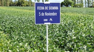 Campaña agrícola: en la última concluída en un área similar se produjo mucho más.