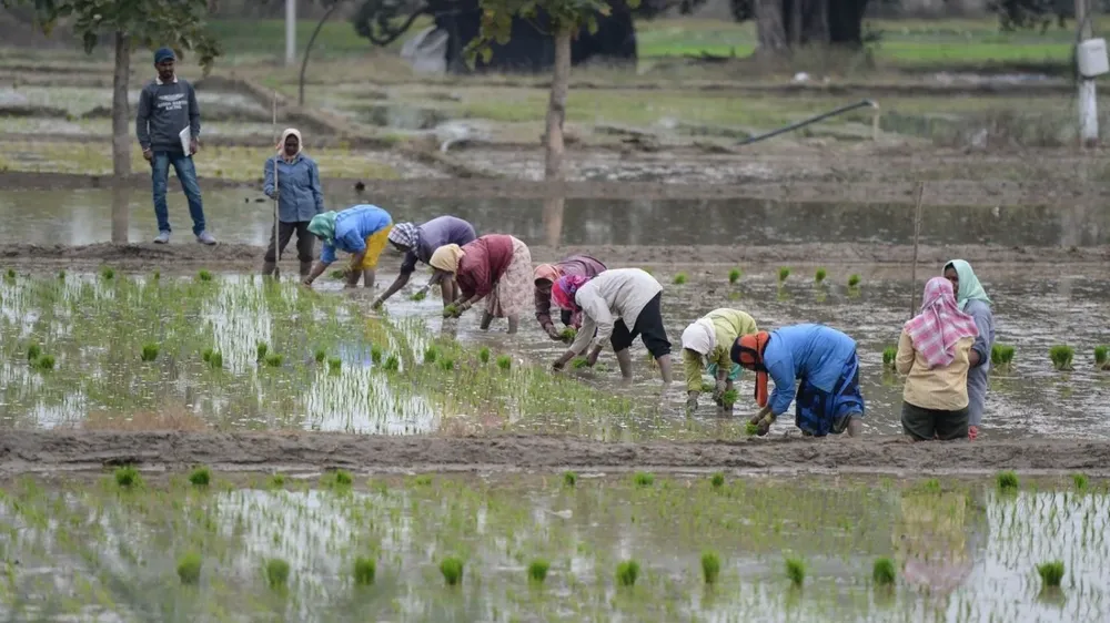 Las restricciones a la exportación de arroz de India determinaron un alza de los precios del cereal que es el más alto de los últimos 15 años