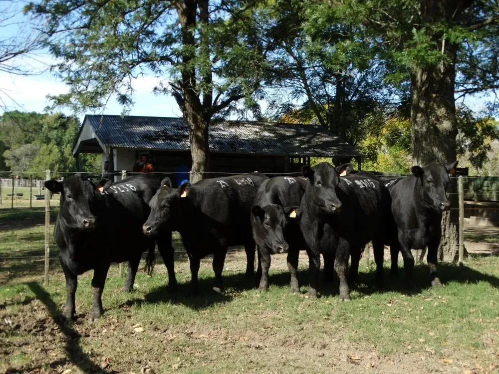 Lote Campeón SA y Primer Premio categoría Dos Dientes.