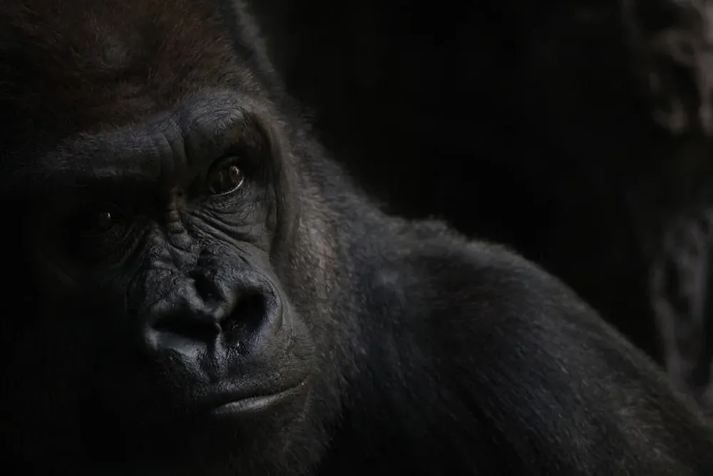 Visitando el zoológico Bronx