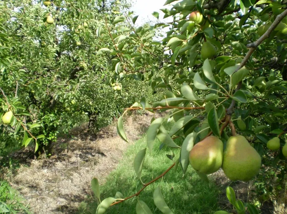 La producción de pera está en riesgo.
