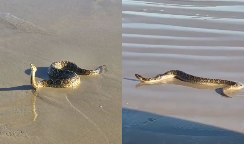 Serpiente venenosa en la playa Carrasco