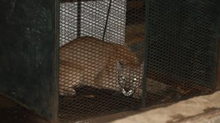 ARCHIVO | Recapturaron al puma que se había escapado de Estación de Cría de Fauna Autóctona de Maldonado
