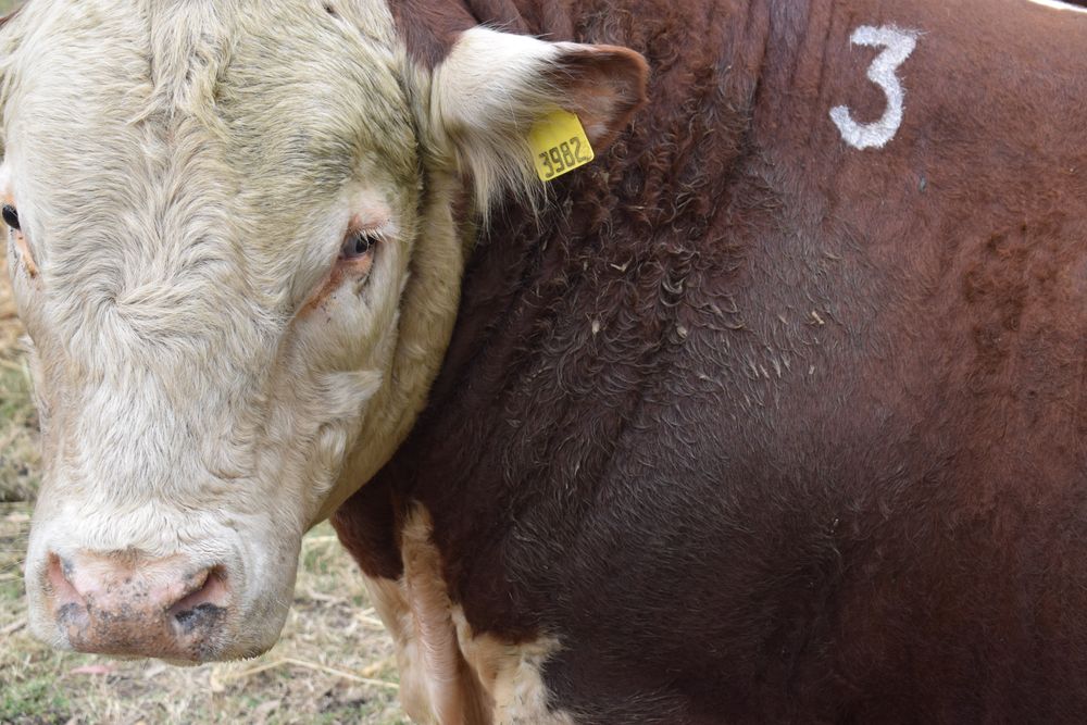 Sector ganadero: los precios que están logrando los toros es consecuencia de varias realidades que entusiasman a los productores.