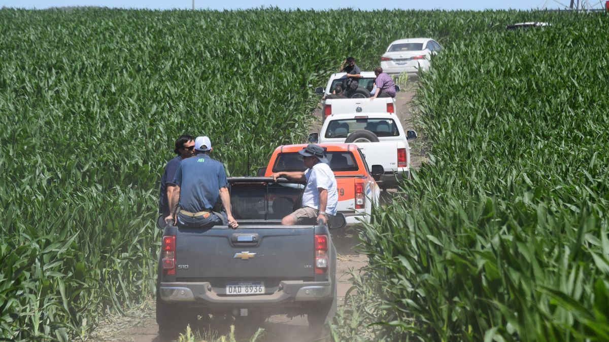 La Estancia María Dolores en marcha: maíces creciendo, riego activo y se adelanta el llamado para armar tambos
