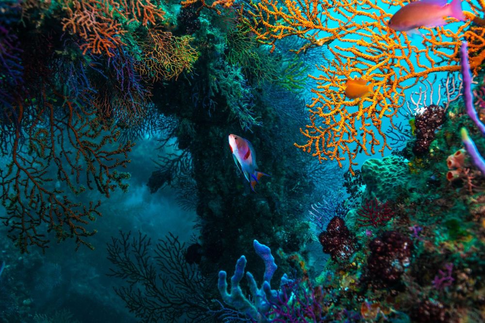 El triángulo coralino abarca Malasia, Filipinas, Indonesia, Papúa Nueva Guinea, Timor Oriental y las Islas Salomón.